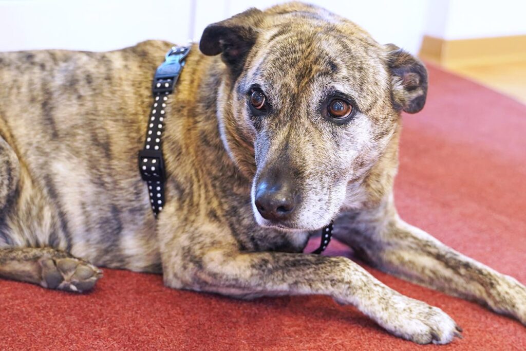 Dekoraktives Bild mit Hund Benjo